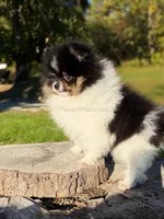 Akc Little Mars, a male Pomeranian for sale in Ligonier, PA – 3 of 6