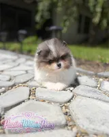 Jupiter, a male Pomeranian for sale in Ligonier, PA – 4 of 5
