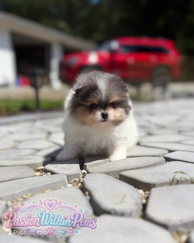 Jupiter – Pomeranian puppy for sale in Ligonier, PA