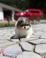 Jupiter, a male Pomeranian for sale in Ligonier, PA – 1 of 5