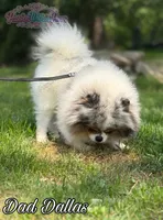 Dumpling, a male Pomeranian for sale in Ligonier, PA – 6 of 7