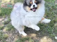 Dumpling, a male Pomeranian for sale in Ligonier, PA – 3 of 6