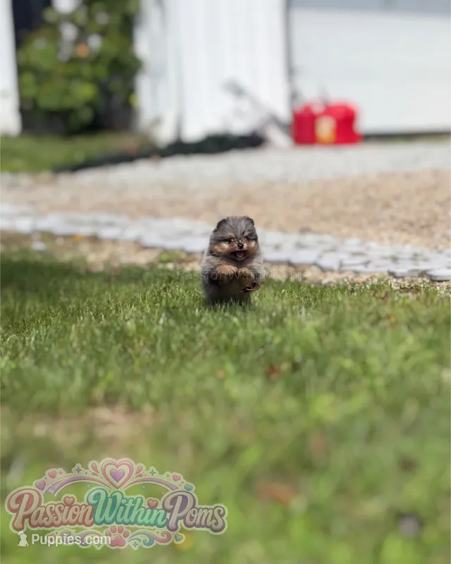 Neptune – Pomeranian puppy for sale in Ligonier, PA