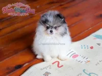 Akc Little Jupiter, a male Pomeranian for sale in Ligonier, PA – 3 of 6