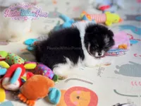 Akc Little Mars, a male Pomeranian for sale in Ligonier, PA – 6 of 6