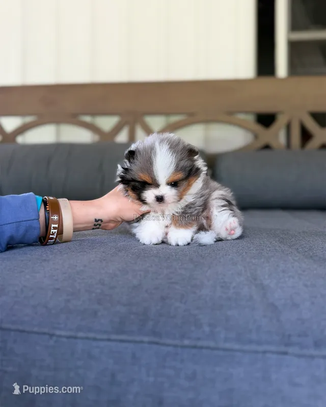 Dumpling – Pomeranian puppy for sale in Ligonier, PA