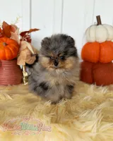 Little Neptune, a male Pomeranian for sale in Ligonier, PA – 3 of 7