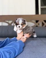 Dumpling, a male Pomeranian for sale in Ligonier, PA – 2 of 5