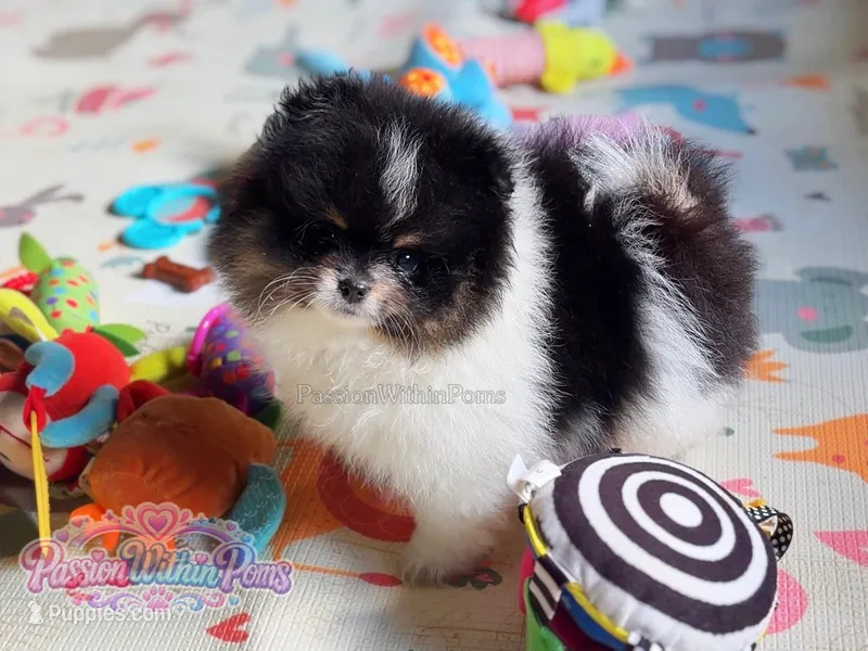 Mars – Pomeranian puppy for sale in Ligonier, PA