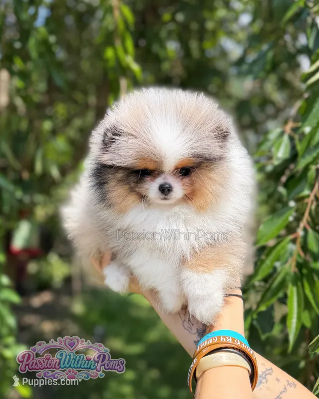 Dumpling – Pomeranian puppy for sale in Ligonier, PA