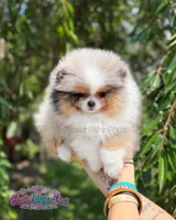 Dumpling, a male Pomeranian for sale in Ligonier, PA – 1 of 7