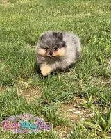 Little Neptune, a male Pomeranian for sale in Ligonier, PA – 6 of 7