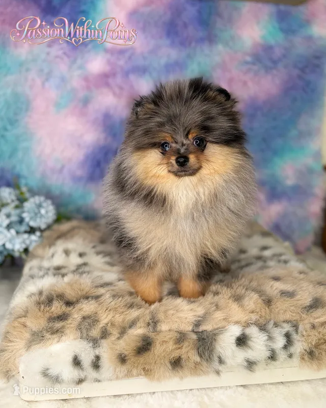 Akc Little Neptune – Pomeranian puppy for sale in Ligonier, PA
