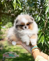 Dumpling, a male Pomeranian for sale in Ligonier, PA – 2 of 7