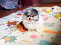 Akc Little Jupiter, a male Pomeranian for sale in Ligonier, PA – 5 of 6