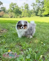Dumpling, a male Pomeranian for sale in Ligonier, PA – 5 of 7