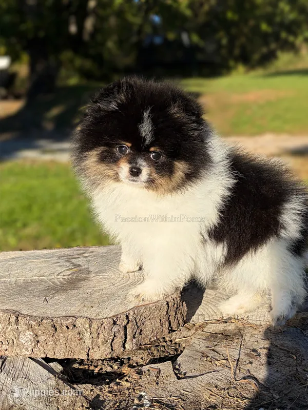 Akc Little Mars – Pomeranian puppy for sale in Ligonier, PA