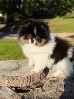 Akc Little Mars, a male Pomeranian for sale in Ligonier, PA – 1 of 6