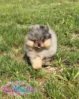 Little Neptune, a male Pomeranian for sale in Ligonier, PA – 2 of 7