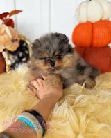 Little Neptune, a male Pomeranian for sale in Ligonier, PA – 1 of 7