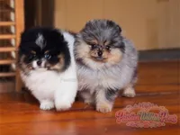 Akc Little Neptune, a male Pomeranian for sale in Ligonier, PA – 2 of 5
