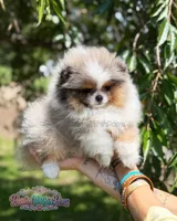 Dumpling, a male Pomeranian for sale in Ligonier, PA – 4 of 7