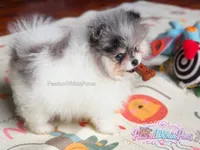Akc Little Jupiter, a male Pomeranian for sale in Ligonier, PA – 2 of 6