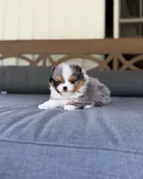 Dumpling, a male Pomeranian for sale in Ligonier, PA – 3 of 5