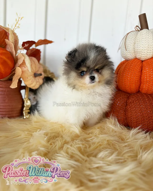 Jupiter – Pomeranian puppy for sale in Ligonier, PA