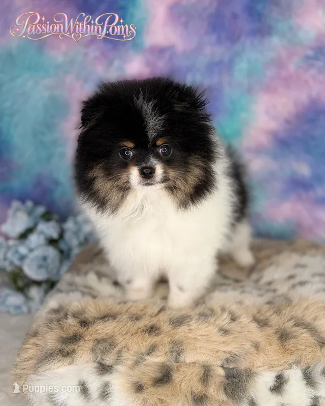 Akc Little Mars – Pomeranian puppy for sale in Ligonier, PA