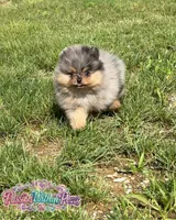 Little Neptune, a male Pomeranian for sale in Ligonier, PA – 5 of 7