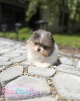 Jupiter, a male Pomeranian for sale in Ligonier, PA – 2 of 5