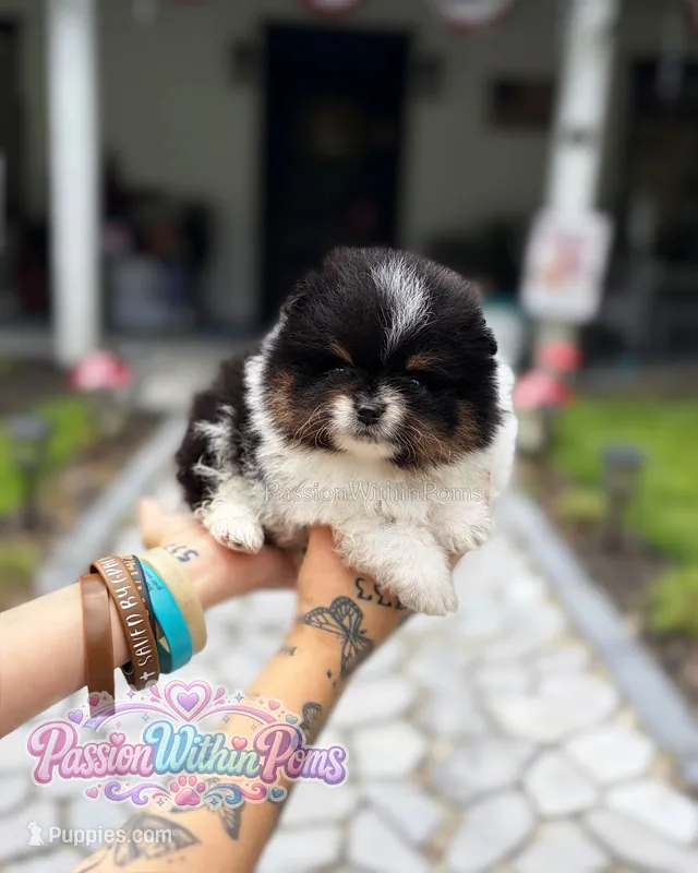 Mars – Pomeranian puppy for sale in Ligonier, PA