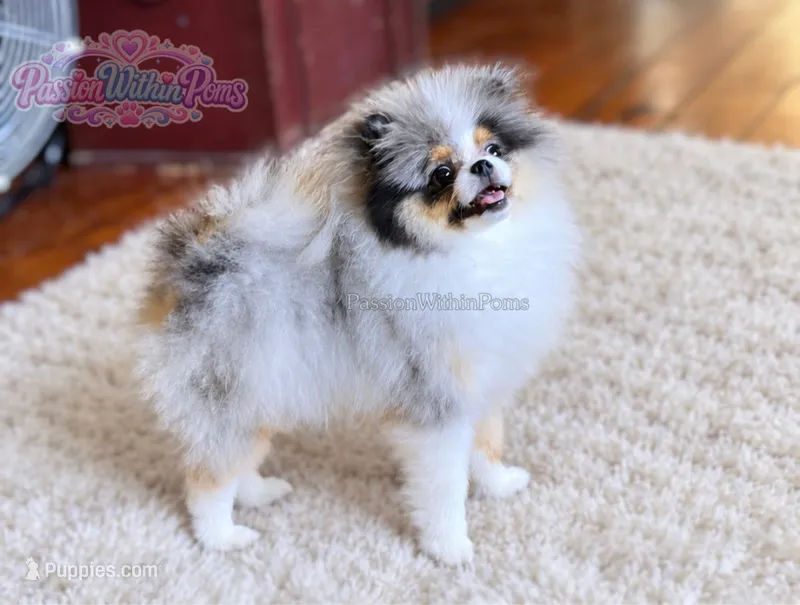 Dumpling – Pomeranian puppy for sale in Ligonier, PA