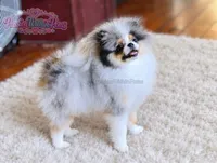 Dumpling, a male Pomeranian for sale in Ligonier, PA – 1 of 6