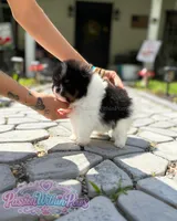 Mars, a male Pomeranian for sale in Ligonier, PA – 2 of 4