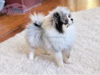 Dumpling, a male Pomeranian for sale in Ligonier, PA – 2 of 6