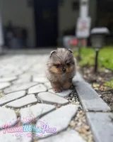 Neptune, a male Pomeranian for sale in Ligonier, PA – 3 of 5