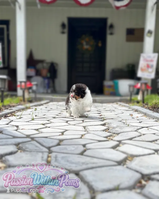 Mars – Pomeranian puppy for sale in Ligonier, PA