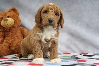 Carlos, a male Miniature Goldendoodle for sale in Baltic, OH – Photo 3 of 4