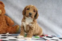 Carlos, a male Miniature Goldendoodle for sale in Baltic, OH – Photo 1 of 4
