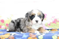 Libby, a female Miniature Bernedoodle for sale in Baltic, OH – 4 of 4