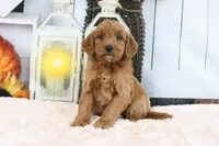 Layla, a female Miniature Goldendoodle for sale in Baltic, OH – 2 of 4
