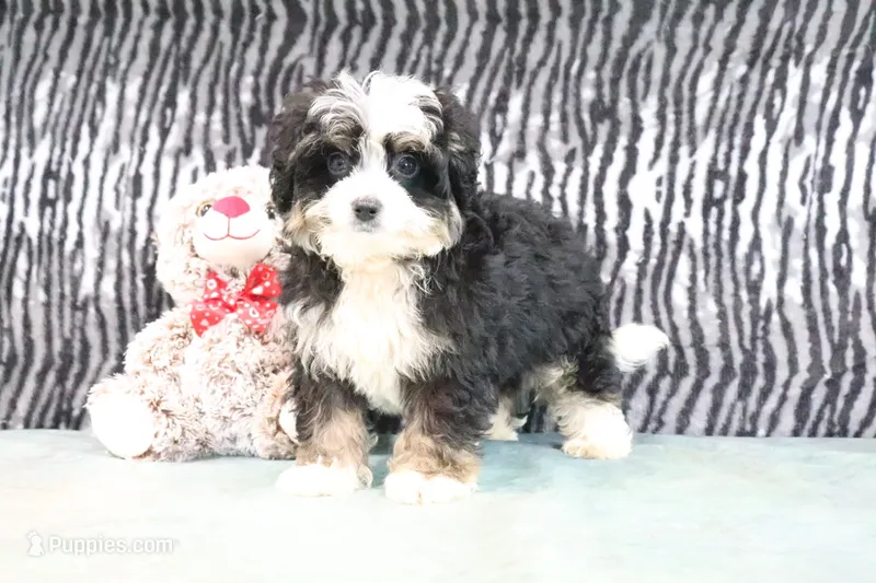 Logan – Miniature Bernedoodle puppy for sale in Baltic, OH