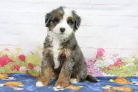 Lacey, a female Miniature Bernedoodle for sale in Baltic, OH – 3 of 4