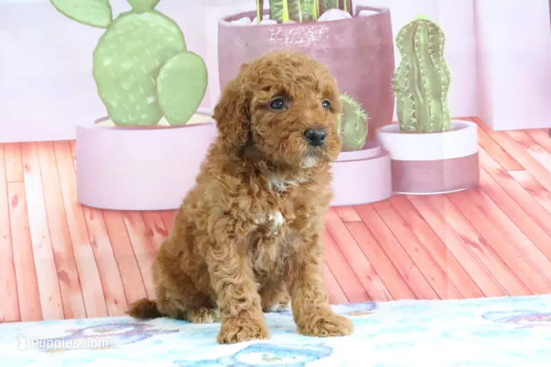 Hannah – Miniature Goldendoodle puppy for sale in Baltic, OH