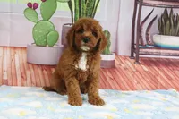 Kassie, a female Miniature Goldendoodle for sale in Baltic, OH – 2 of 4