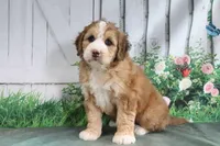 Milton, a male Miniature Bernedoodle for sale in Baltic, OH – 3 of 4