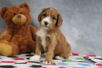 Cassidy, a female Miniature Goldendoodle for sale in Baltic, OH – Photo 3 of 4