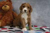 Cassidy, a female Miniature Goldendoodle for sale in Baltic, OH – Photo 1 of 4